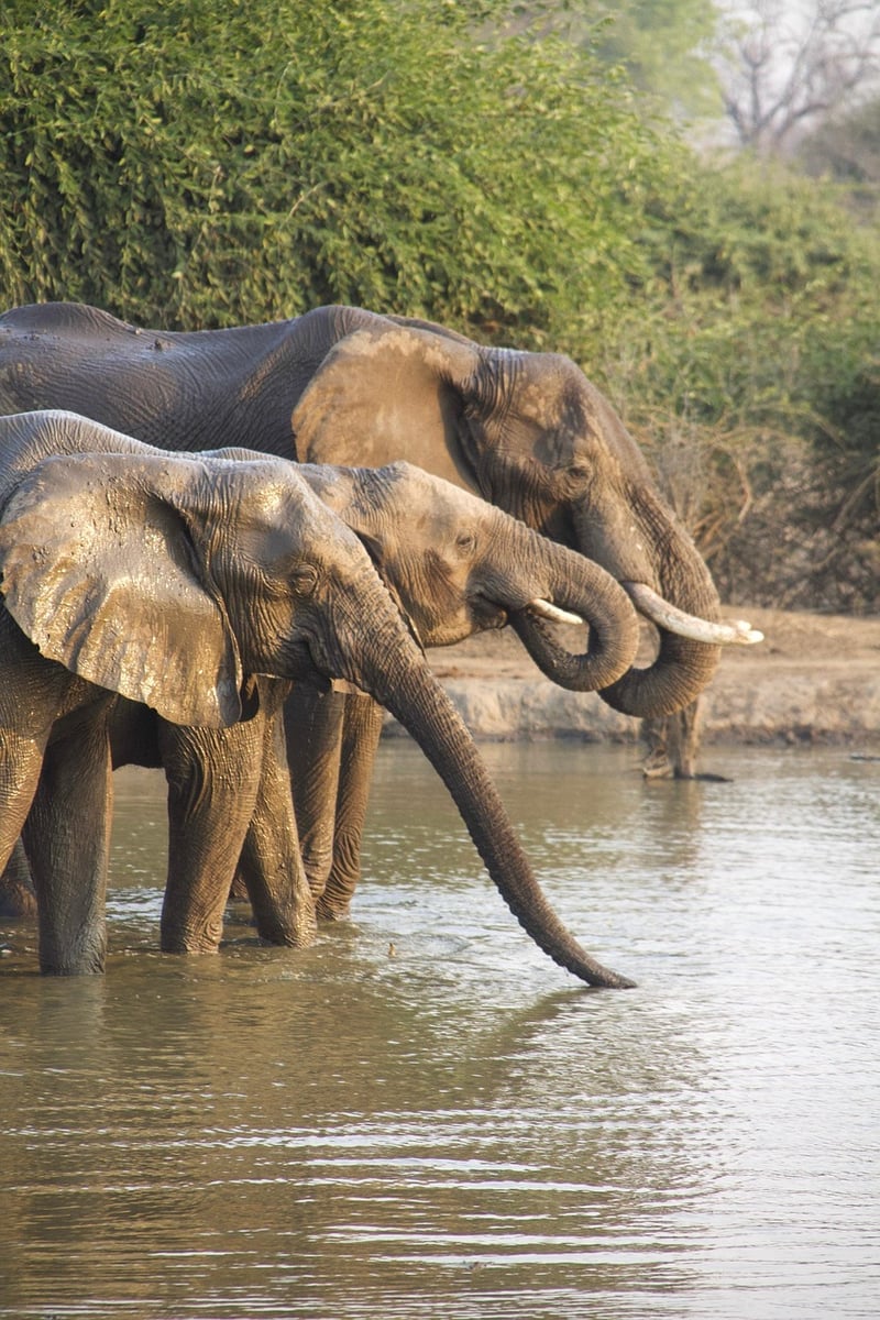 Ocean Safaris